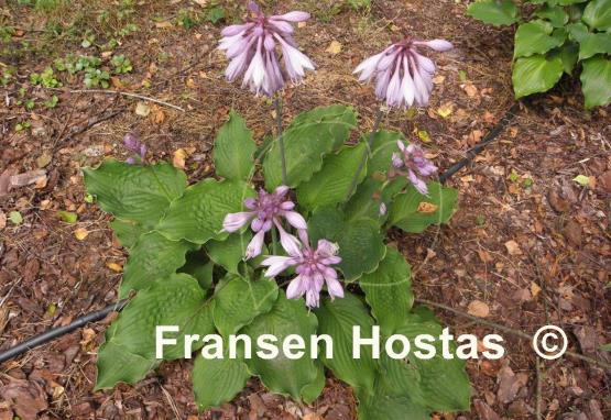 Hosta Emerald Paisley